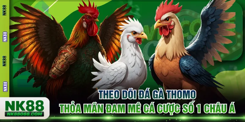 Đá gà Thomo
